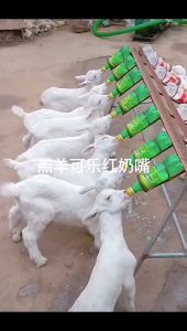 Dot cempe anak kambing dot susu dan botol silikon dot etawa dot domba Anti Sedak