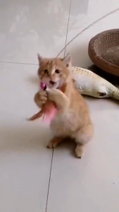 แท่งเล่นสำหรับแมวที่ยาวที่สุด ไม่ล่อลวงแมว แท่งเล่นสำหรับแมว ของเล่นสำหรับแมว ของเล่นสำหรับแมวเลี้ยง เมาส์  ไม้ตกแมว CW54