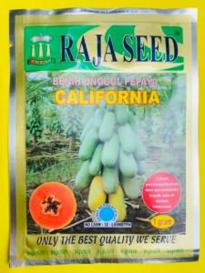 Benih unggul pepaya CALIFORNIA dari raja seed. Isi 1gram