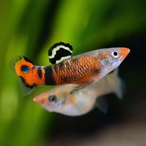 (Pair) Red Swamp Guppy - Micropoecilia picta guppy | Endlers | Fish