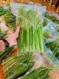 Đòng đòng nếp Cái hoa vàng