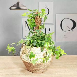 [HCM] [HCM] Trụ cột xơ dừa cho cây leo bám cột 30/40/50cm- Joyee810