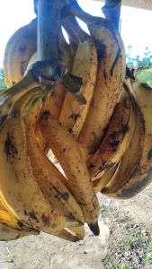 pisang tanduk madu super asli cianjur selatan.1kg