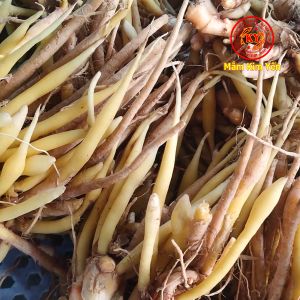 500gr Củ Ngãi Bún Châu Đốc Nguyên Liệu Không Thể Thiếu Để Nấu Bún Cá Bún Mắm Bún Num Củ Ngãi Bún Chất Lượng Cao - Lazada