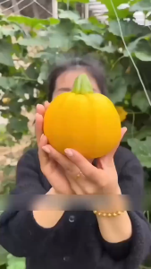 Benih Zucchini Mutiara Emas (8 Seeds)/黄金珠西葫芦籽/Golden Pearl Zucchini Seeds