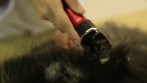 COD BaoRun P6 Coklat Mesin Alat Cukur kambing domba garut anjing kucing di cas Elektrik Bulu Hewan