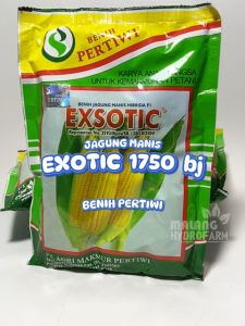 Benih Jagung Manis Exsotic 1750 biji Pertiwi eksotik unggul bibit hidroponik hydroponik