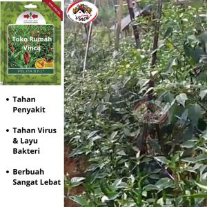 Benih Bibit Cabe Cabai Rawit Hijau PELITA 8 F1 350 Biji Cap Panah Merah