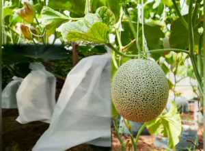 Brongsong Buah-Fruit Cover Type XL isi 100 pcs