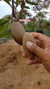 Bibit Sawo Mentimun Unggul - Ukuran Buah Lonjong, Manis, dan Lezat (Baru)