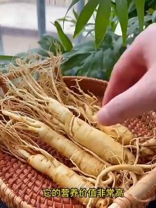 Wild ginseng seeds from Changbai Mountain长白山野生人参种子are easy to grow and live throughout the four seasons四季易种易活 Indoor observation of flowers and potted plants室内观花卉盆栽