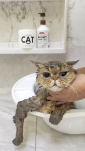 PETSMILE ครีมนวดขนแมวพรีเมียม 500ml