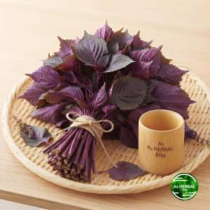Daun iler atau daun jawer kotok segar 500 gram-az