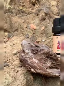 Tinh Dầu Mùi Già BẢN NHIÊN 5ml - Xông phòng tắm tất niên