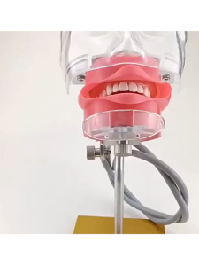 1PCS Model Gigi Edukasi Adjustable Alat Peraga Gigi Dan Mulut Reusable Dental Simulator Untuk Berbagai Skenario