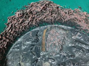 ไส้เดือนน้ำทูบิฟิซิด อาหารสำหรับปลาสวยงามที่คุณรัก ไส้เดือน 4 ขวด