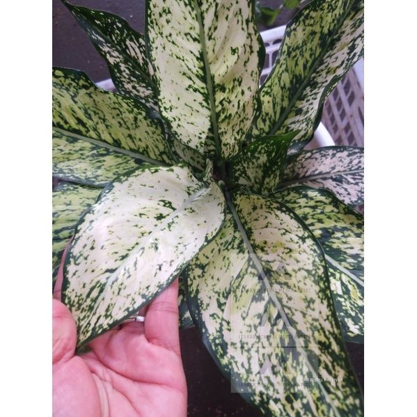 Aglaonema Siam Paragon Thailand Variety Rare | Lazada PH