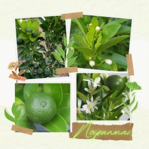 ต้นส้มจิ๊ดเขียว กระถาง 6 นิ้ว (ส่งพร้อมกระถาง )