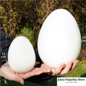 Jiaxun | Simulation Eggs Display Model