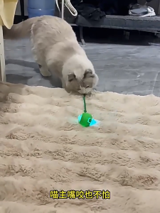 Mainan Bola Tali Interaktif Pintar Kucing Hewan Peliharaan Otomatis Berguling Cerdas Led Pet Toy Led