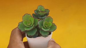 ต้นไม้อวบน้ำ กู้หิน ซีดัม Sedum seiboldii #กู้หิน #ซีดัม #ต้นไม้อวบน้ำ