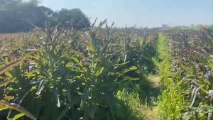 [MUA 1 TẶNG 1] Hạt Giống Rau Tiến Vua Tía - Rau Tiến Vua Thân Dài Loại 1 Tỷ Lệ Nảy Mầm Cao Gói 2000 Hạt