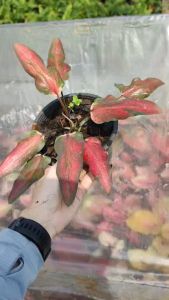 ลูกไม้ใบไผ่ บอนสี บอนใบไผ่ ไซส์แม่พันธุ์ Caladium