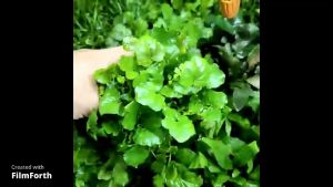 Cây Rau Má Nhật | Cây Thuỷ Sinh Đẹp và Dễ Trồng
