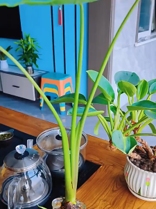 Hydroponic taro seeds are edible easy to plant potted evergreen plants throughout the year