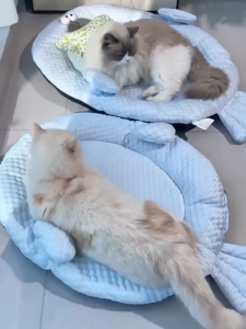 ที่นอนสัตว์เลี้ยง ที่นอนแมว แผ่นเย็นแมว การกระจายความร้อนสูง ฟูนุ่มเต็มอิ่ม แผ่นน้ำแข็ง เตียงสุนัข เตียงแมว คอนโดแมว