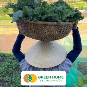 Hạt Giống Cải Xoăn Kale Greenhome Gói 5g~500 hạt Dễ Trồng Quanh Năm Nảy Mầm Cao Thu Hoạch Nhanh Năng Suất Cao R16