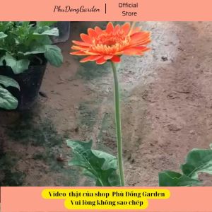 Hoa Đồng Tiền Cao bịch đen đã có nụ và đang ra hoa | Trang trí sân vườn ban công dễ chăm sóc (ảnh thật).