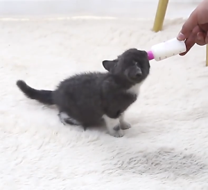 60ml ขวดนมสำหรับสัตว์เลี้ยง ขวดนมแมว ขวดนมหมา ขวดนมสัตว์เลี้ยง ขวดนม