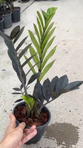 กวักมรกตดำ ต้นกวักมรกตใบดำ Zamioculcas zamiifolia Black