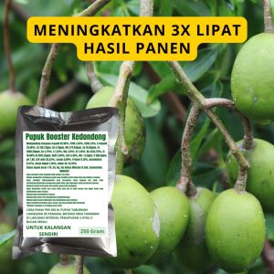 Pupuk Booster Kedondong: Cara Meningkatkan Pertumbuhan Buah