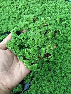 แหนแดง พันธุ์อะซอลล่า ไมโครฟิลล่า บรรจุ [500 กรัม] ครึ่งกิโล