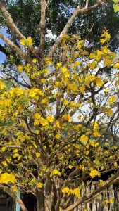 Đất trồng mai SFARM là dòng đất trộn chuyên dụng dành cho hoa mai - Boa 20DM3