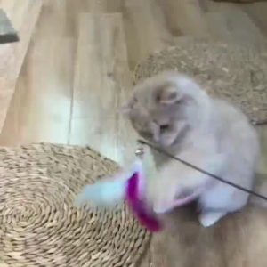 Cat Teaser Feather Kitten Self-Hi Wire Rod Cat Toy Kitten Durable Replacement Head CFA Competition-Grade Wooden Handle