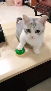 [SG Stock]Pet Training Bell Dog Cat Bell For Training Communication Calling Bell Meal Bell Dinner Small Bell Toy