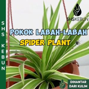 Spider Plant Green Edge Chlorophytum comosum 吊兰 Anak Pokok Hiasan Hidup Indoor Plant Live Plant Air Purifier SHS KEBUN