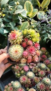 ต้นไม้อวบน้ำในสกุล เซมเพอร์วิวัม (Sempervivum) หรือที่รู้จักกันทั่วไปในชื่อ เฮนส์แอนด์ชิกส์ (Hens and Chicks) ลักษณะเด่น: เป็นพืชอวบน้ำที่มีใบหนาเรียงตัวเป็นรูปกุหลาบ (rosette) ที่มาของชื่อ: "เฮนส์แอนด์ชิกส์" มาจากลักษณะที่ต้นแม่ (hen) แตกหน่อเล็กๆ