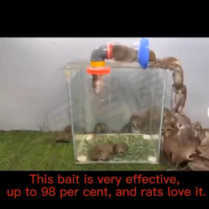 🔥20x enhancement effect🔥 big rat killer rat killer 50g/100g lure that mice like to eat mouse rat trap cage pest control rat poison mouse killer Mouse Repellent Rat Repellant for Home Safe for humans and pets