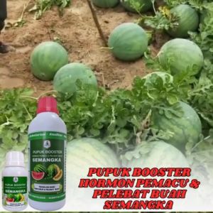Pupuk Pembesar Pelebat Buah Semangka - Pupuk Daun dan Buah Semangka Lebat - Pupuk Booster Semangka 🌟