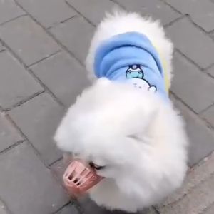 Honey Pet Adjustable Dog Muzzle: A Comfortable & Effective Solution