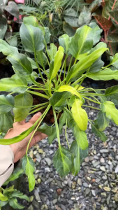 ซานาดูแคระด่าง ไม้โชว์ใบที่สวยมาก ฟิโลเดนดรอนซานาดูแคระด่าง Philodendron Xanadu dwarf Variegated