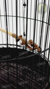 SEMPATI ISI 2 PCS Tangkringan Heloped Sangkar Kandang Burung Pleci Kolibri Sogon Konin Kolibri Ukir Kayu Serut Pangkringan Burung Kecil Burcil Kolibri Ninja