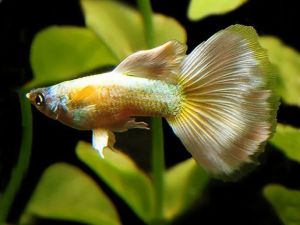 [1pair] Black eye yellow guppy Live Fish Aquarium