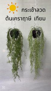 🚚ส่งจากไทย🚀กระเช้าลวด ต้นเคราฤาษี เทียม สวยมาก🌳เสมือนจริงมาก🌳📷ภาพถ่ายจากสินค้าจริง📷