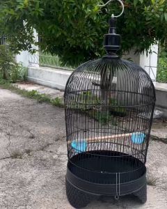 Sangkar Kandang Perkutut Besi Terbaru Model Cembung Kandang Ram Besi Perkutut