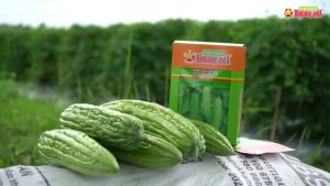 Benih Paria Hibrida HOKIAN F1 Geligir Halus 10 Gram Cap Bintang Asia